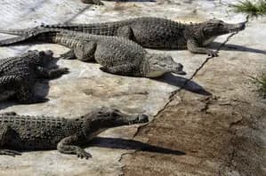 Crocodile Population in Odisha Rises to 2,193; Migratory Bird Arrivals Cross 24.9 Lakh