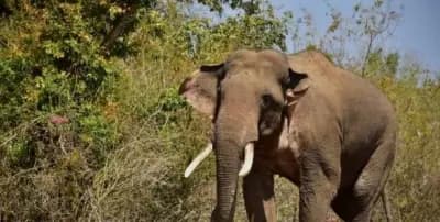 264 Elephants Died in Odisha in Three Years, Half Due to Unnatural Causes
