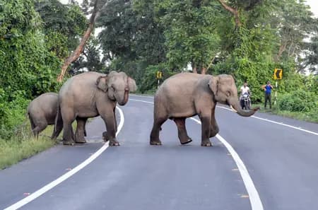 Odisha CM Majhi Calls for Global Collaboration to Ensure Peaceful Human-Elephant Coexistence