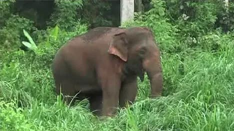 136 Elephants Die in Odisha in Last 18 Months