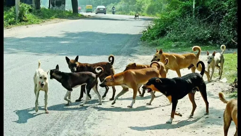 47,126 Stray Dogs Roam Bhubaneswar Streets: BMC Census