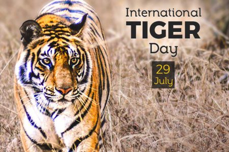International Tiger Day: Odisha CM Pledges to Create Hospitable Ecosystem  for National Animal | News Room Odisha