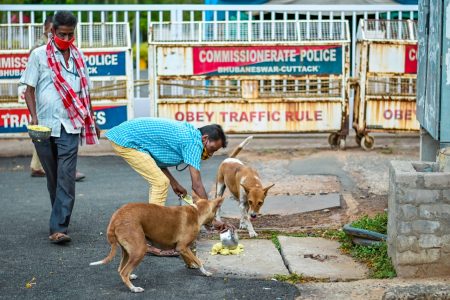 BMC to Continue Feeding Stray Animals during Lockdown | News Room Odisha