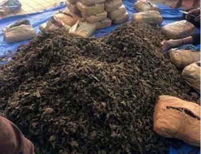 STF Seizes 143 Kg Ganja in Boudh, One Arrested