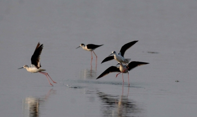 Bird Population Rises in Odisha&rsquo;s Chilika Lake