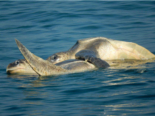 Odisha Govt to Protect Rare Olive Ridley Turtles