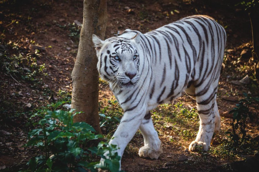 White Tigress Sneha Dies at Nandankanan Zoo